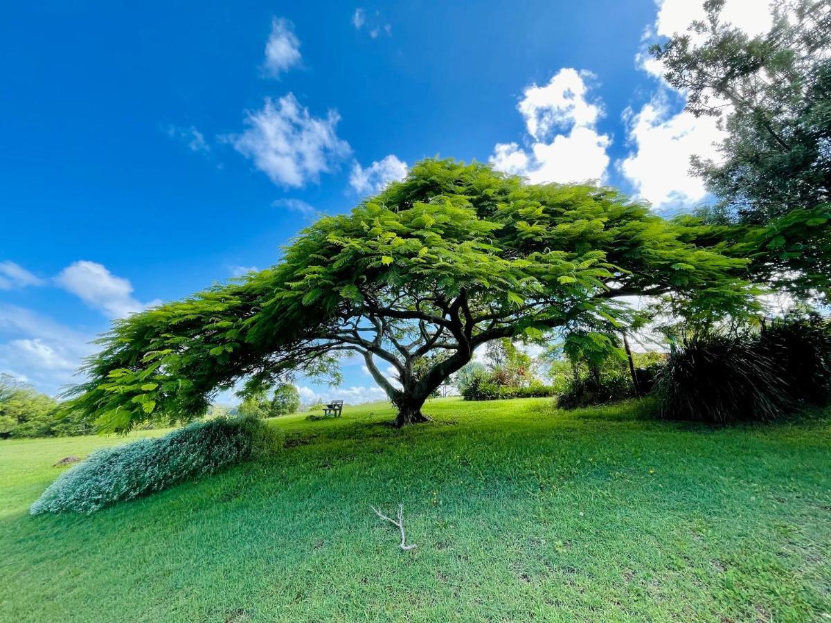 Tropical Coast Retreat - Pet Friendly - Adult Only Pension Kingscliff Buitenkant foto