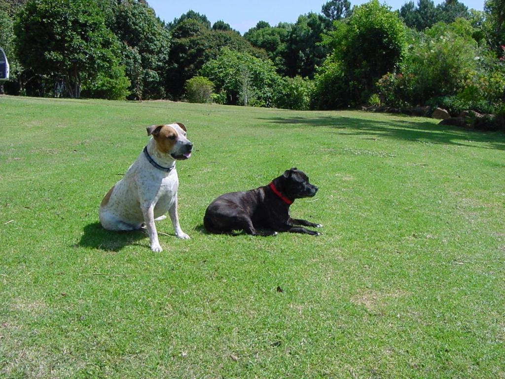 Tropical Coast Retreat - Pet Friendly - Adult Only Pension Kingscliff Buitenkant foto