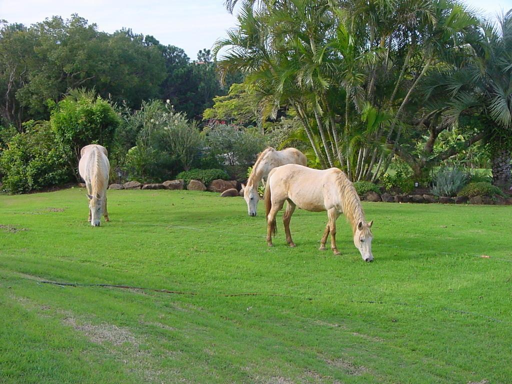 Tropical Coast Retreat - Pet Friendly - Adult Only Pension Kingscliff Buitenkant foto